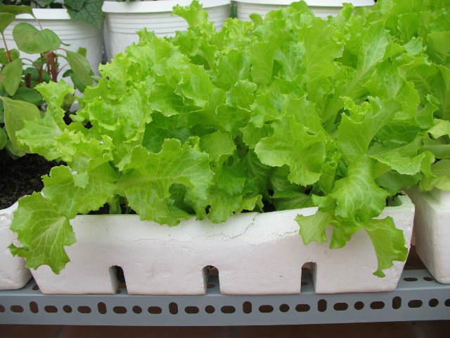 Cách trồng rau xà lách tại nhà cực dễ, rau xanh um, an toàn cho cả nhà sử dụng ảnh 3