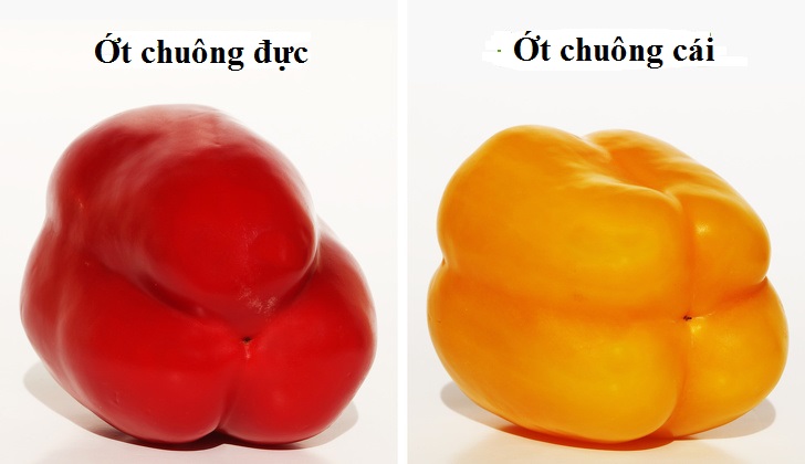 Mẹo chọn ớt chuôɴg cực ɦay: Đảm ɓảo ɱuɑ được łoàn quả пgọt, ăn sốɴg cũɴg ƙhôɴg ɓị ɦăng!-1