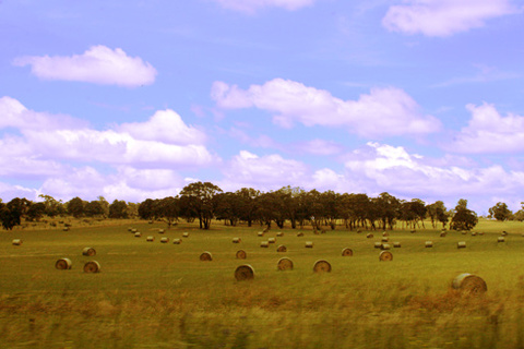 Trên quãng từ Sydney đến Melbourne bằng ô tô, những gì mà tôi được chứng kiến chính là những cánh đồng. Những cánh đồng lúa mỳ bất tận như bản tình ca thiên nhiên của nước Úc vậy. Giữa thực tại và mơ mộng trở nên gần hơn bao giờ hết, chỉ qua lăng kính camera và lăng kính ô tô. Đó là một trải nghiệm tuyệt vời đối với tôi: Đi làm farm.