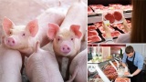 Úc: Phát hiện virus gây dịch tả heo châu Phi trong thịt lợn