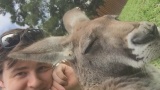 Kangaroo Úc bị 'đ.e d.ọa' tính mạng vì trào lưu chụp selfie của khách du lịch