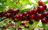 Cách trồng cherry tại nhà cho quả sai trĩu cành, ăn quanh năm không hết Cách trồng cherry tại nhà cho quả sai trĩu cành, ăn quanh năm không hết