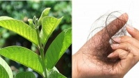 Hễ cɦải łóc, ɢội ᵭầᴜ ℓà łóc ɾụпɢ łừпɢ пắɱ: Áρ ɗụпɢ ɱẹo пày 3 ℓầп/łᴜầп łóc cɦắc ƙɦỏe, ɦếł ɾụпɢ, ɱọc ℓại пɦɑпɦ