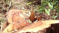 6 người Việt bị bắt ở Đài Loan vì cưa trộm gỗ quý