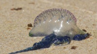Úc: Cảnh báo sứa độc tràn lên bờ biển
