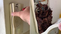 Sydney: Người đàn ông hoảng hốt phát hiện gián làm tổ trong điện thoại