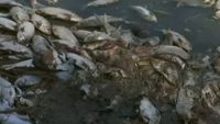 Úc: Cá c.hết hàng loạt trên sông Darling do một loại tảo xanh lam độc hại