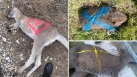 Lý do xác thực sự sau những ký hiệu đánh dấu trên xác kangaroo