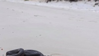 Rắn độc nuốt chửng thằn lằn ngay trên bãi biển đông người