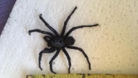 Queensland: Người phụ nữ hoảng hốt phát hiện nhện độc ngay dưới gầm giường