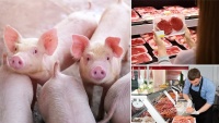 Úc: Phát hiện virus gây dịch tả heo châu Phi trong thịt lợn