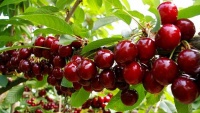 Cách trồng cherry tại nhà cho quả sai trĩu cành, ăn quanh năm không hết