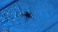 Úc: Cảnh báo người dân kiểm tra nhà cửa đề phòng nhện độc