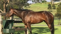 Hy hữu: Chú ngựa ở Úc được bình chọn là “nhân vật của năm”