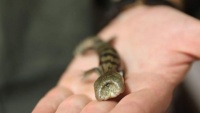 Úc: Phát hiện một con thằn lằn lưỡi xanh hai đầu cực kỳ quý hiếm