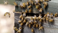 Victoria: Một người đàn ông t.ử v.ong cách kỳ lạ sau khi bị ong chích