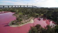 Melbourne: Hồ nước tại công viên Westgate chuyển hồng cực lung linh