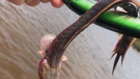 Phát hiện 'thủy quái tí hon' trong Công viên quốc gia ở Úc Phát hiện 'thủy quái tí hon' trong Công viên quốc gia ở Úc