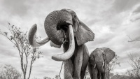 Khoảnh khắc cuối cùng của 'Nữ hoàng voi' tại Kenya