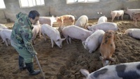 Úc công bố quy định bắt buộc để ngăn ngừa dịch tả lợn châu Phi từ Việt Nam
