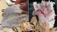 Melbourne: Khách hàng phàn nàn về gà Costco vẫn còn sống bên trong