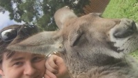 Kangaroo Úc bị 'đ.e d.ọa' tính mạng vì trào lưu chụp selfie của khách du lịch