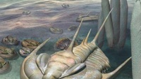 Úc phát hiện hóa thạch bọ ba thùy khổng lồ