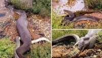 Chùm ảnh đáng sợ: Trăn khổng lồ nuốt chửng cá sấu 