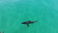 New South Wales: Cá mập khổng lồ rình rập người lướt sóng