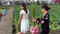Hàng trăm du khách Trung Quốc leo rào hái trộm sạch hoa khiến công viên phải đóng cửa