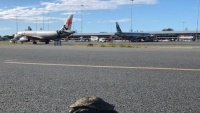 Máy bay Úc phải dừng khẩn cấp khi đang chuẩn bị cất cánh vì... một chú rùa