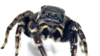 Úc phát hiện loài nhện mới giống hệt huyền thoại thời trang Karl Lagerfeld