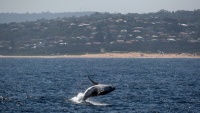 5 điểm ngắm cá voi nổi tiếng tại NSW
