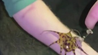 Đùa giỡn với bạch tuộc siêu độc ở Úc, cặp đôi du khách bị cư dân mạng chỉ trích