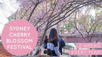 Độc đáo lễ hội hoa anh đào siêu “cute” sắp có mặt tại Sydney