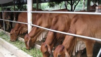 Hơn 1,500 con bò và 99 con trâu của Úc đột nhiên mất dấu tại Việt Nam