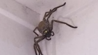 Úc: Hoàng hồn phát hiện nhện thợ săn khổng lồ 'đột nhập' nhà dân