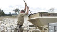 Victoria: Chính quyền trợ cấp 4.4 triệu đô la để hỗ trợ nông dân bị ảnh hưởng bởi hạn hán