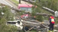 NSW: Gió và bão bụi tấn công, nhiều cây xanh ngã đổ gây ra nhiều thương vong