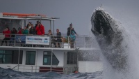 Sydney: Lạ lùng cá voi phá sóng ngày mưa bão trong hơn 90 phút