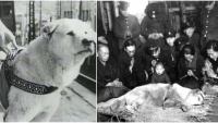 Câu chuyện chú chó trung thành Hachiko đứng sân ga 10 năm đợi chủ