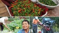 Vườn rau triệu đô của phụ nữ gốc Việt giữa thủ đô Washington
