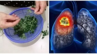 Bác sĩ Việt lý giải về công bố của Mỹ: Rau chùm ngây tiêu diệt 93% tế bào ung thư phổi trong 48h