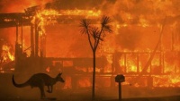 Cháy rừng ở Australia: Gần nửa tỉ động vật hoang dã bị thiêu cháy