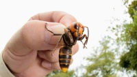 Ong bắp cày kịch độc xâm lấn nước Mỹ