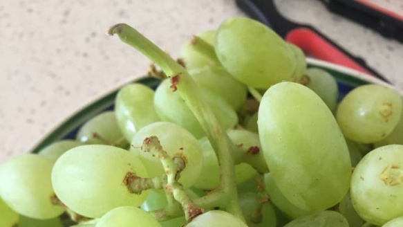 Sydney: Kinh hoàng phát hiện nhện độc trong nho mua ở Aldi Sydney: Kinh hoàng phát hiện nhện độc trong nho mua ở Aldi